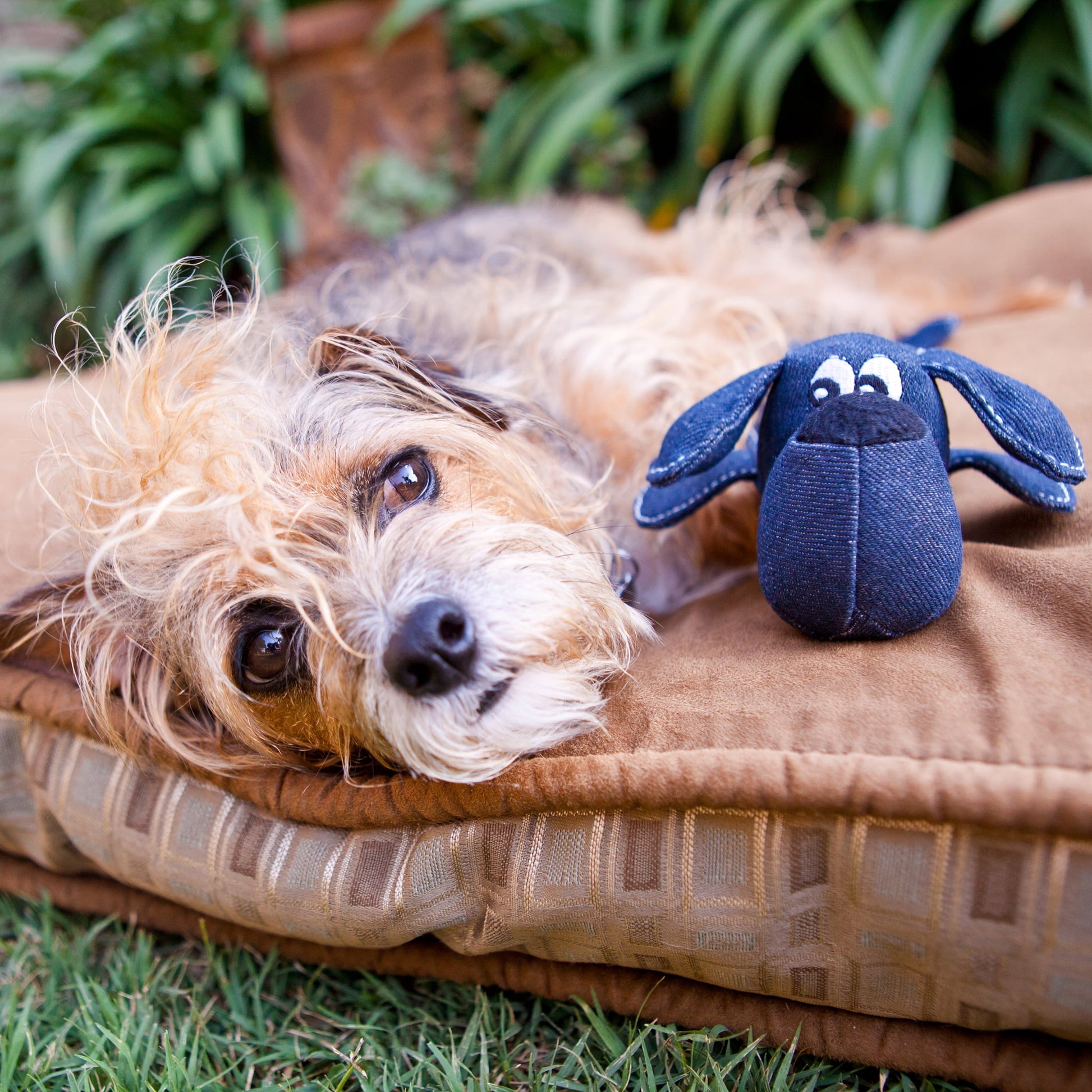 Squeakies Dog-Shaped Vintage Denim with Lambswool Plush Dog Toy, Small, 8"